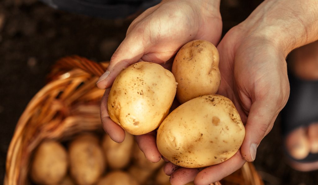 farmed baby potatoes